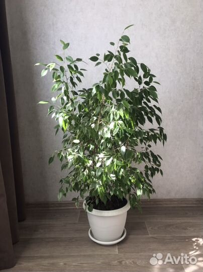 Фикус бенджамина