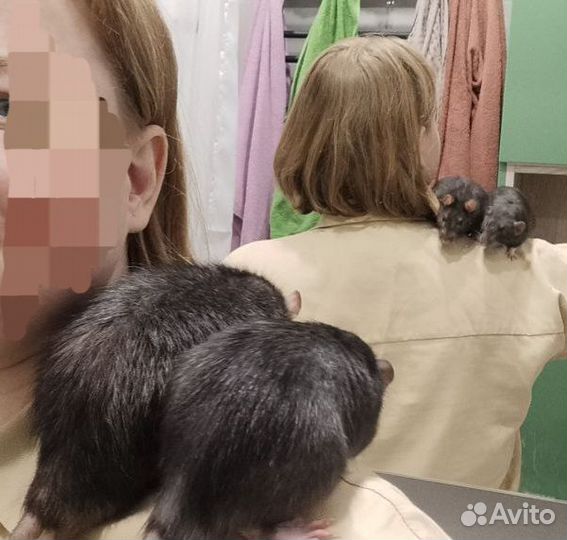 Крысы с клеткой