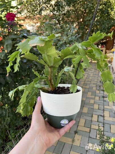 Декабрист / Зигокактус Шлюмбергера