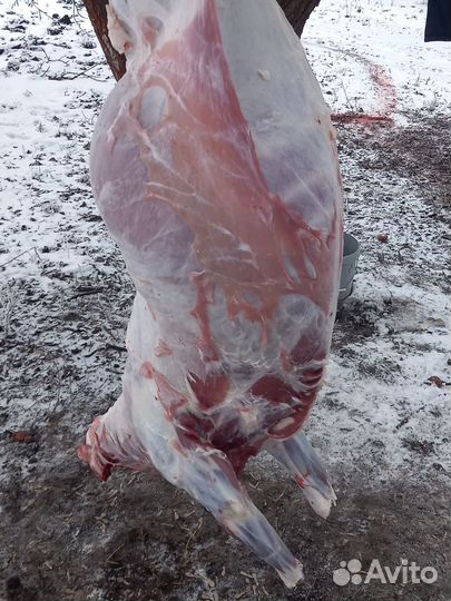 Овцы,бараны на мясо(дорпера)