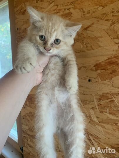 Котята отдам в добрые руки бесплатно