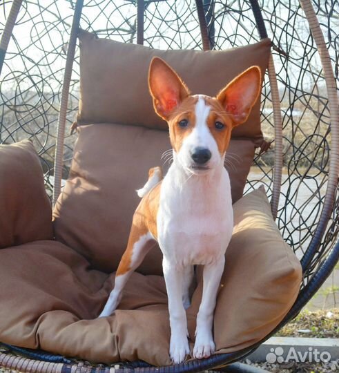 Девочка басенджи Вива