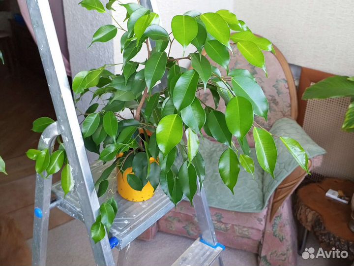Фикус Бенджамина, укорененные черенки
