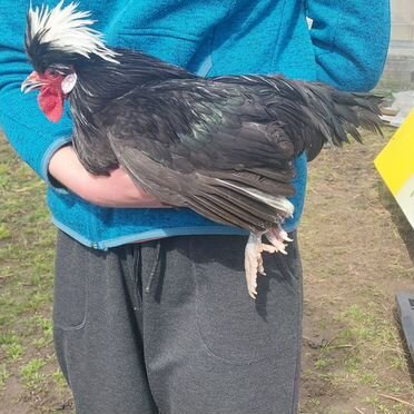 Петушки декоративные «Голландская белохохлая»