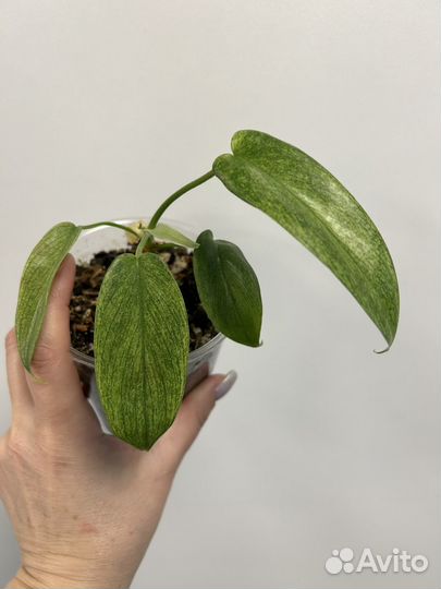 Филодендрон Florida ghost призрак