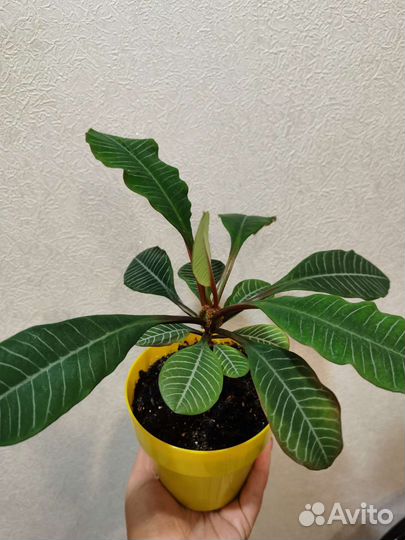 Молочай беложильчатый