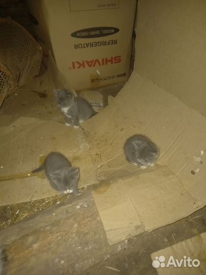 Котята в добрые руки