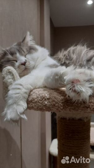 Шотландский кот вязка