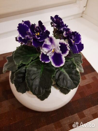 Фиалки детки