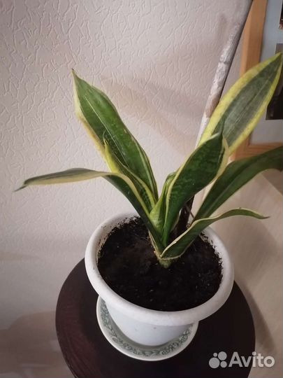 Сансевиерия Голлен Флейм