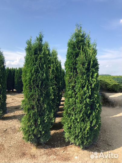 Туи с доставкой