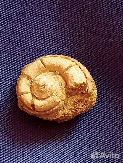 Камень для коллекции древняя окаменелость