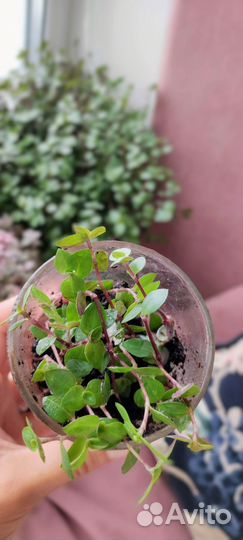 Каллизия Бьянка Callisia repens Bianca