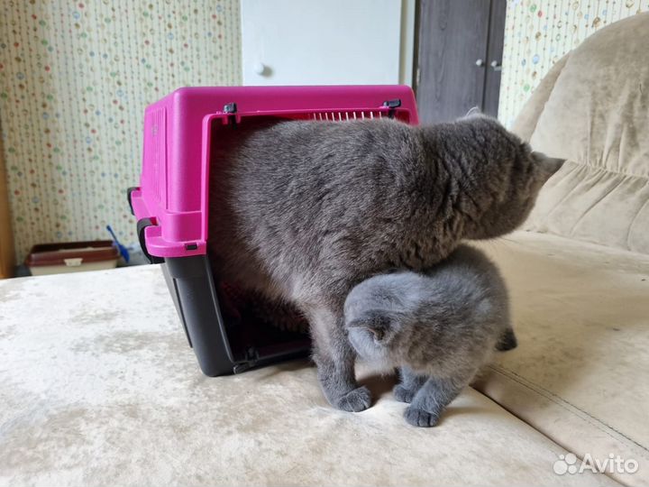 Кошка британка