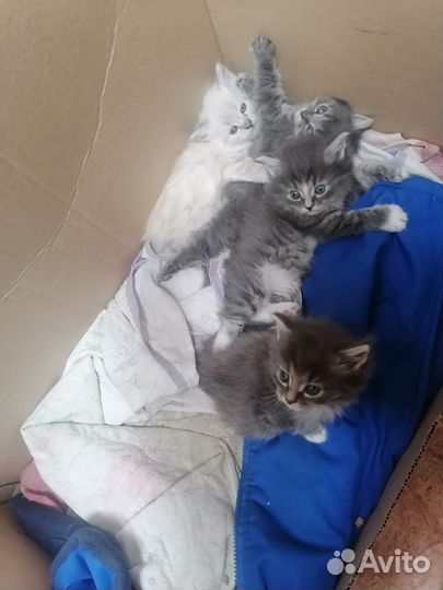 Кошки в добрые руки бесплатно