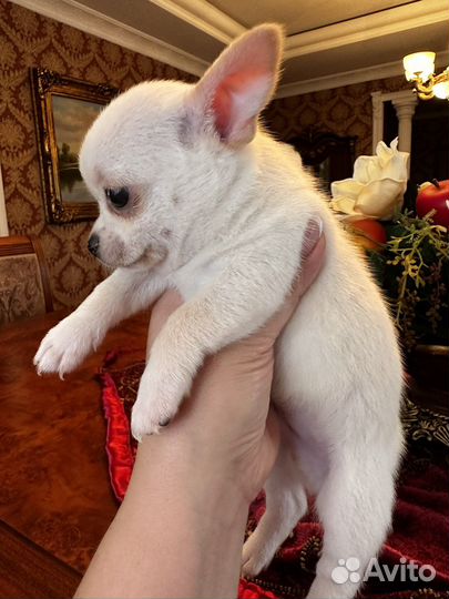 Щенки чихуахуа мини