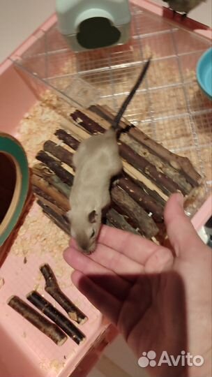 Монгольская песчанка