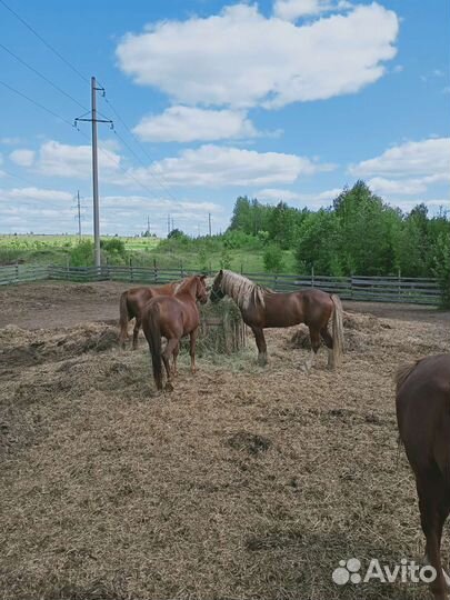 Кобылки и жеребец