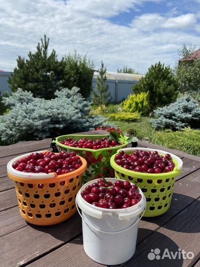 Вишня ягода