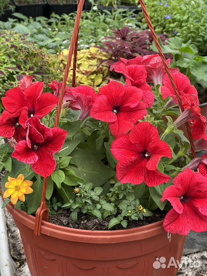 Кашпо с ампельными растениями