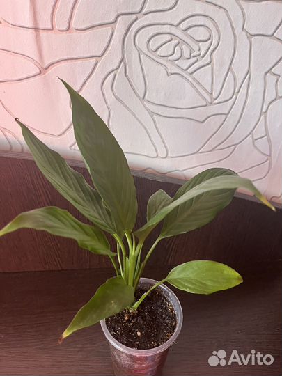 Спатифиллум женское счастье