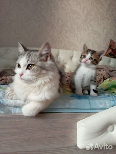 Котёнок мальчик