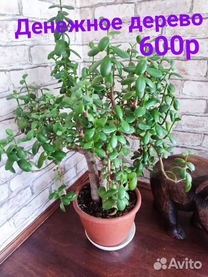 Замиокулькас