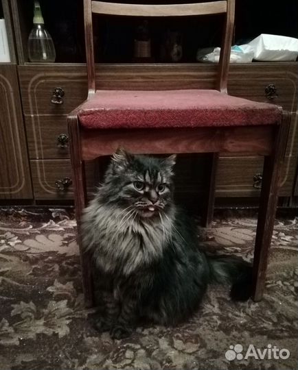 Котик в добрые руки