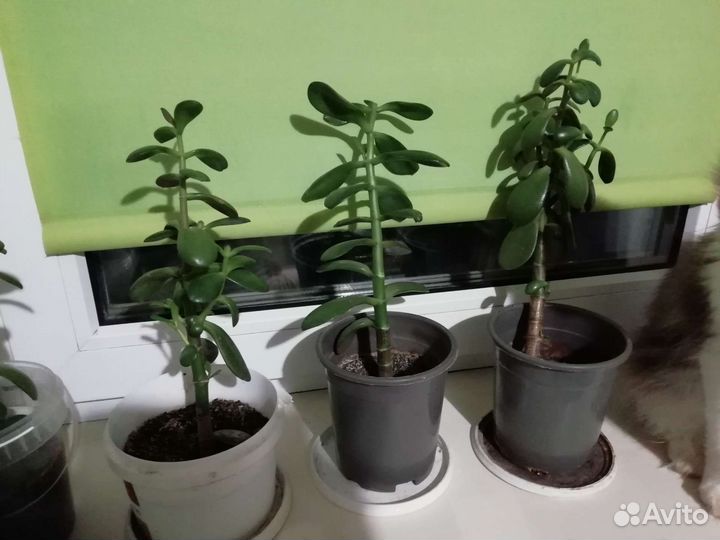 Красула толстянка денежное дерево