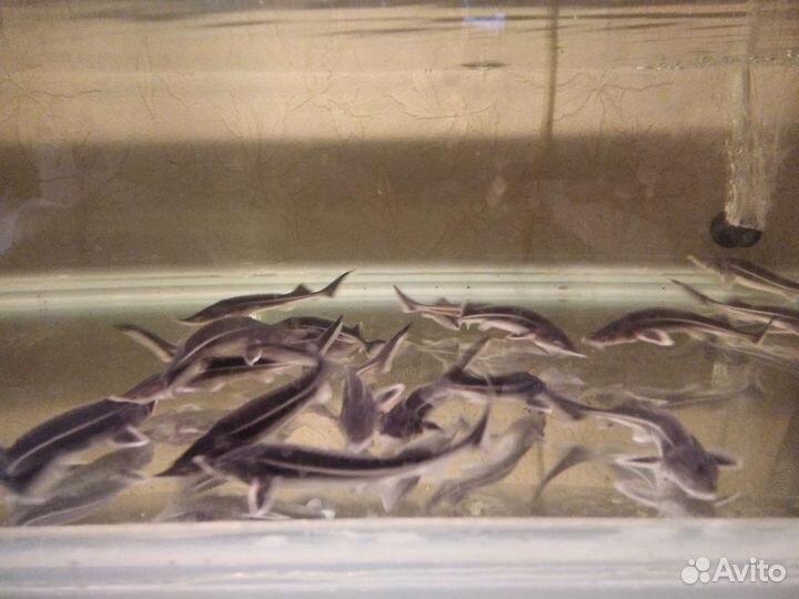 Рыба для пруда аквариума узв