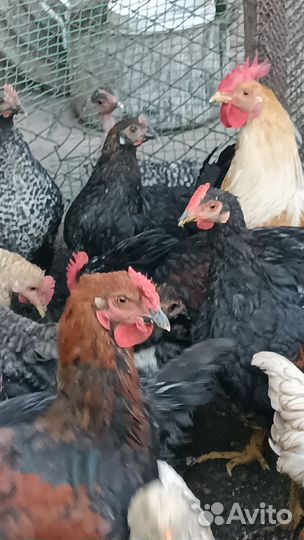 Петушки 5 месяцев