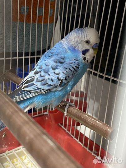Волнистый попугай с клеткой