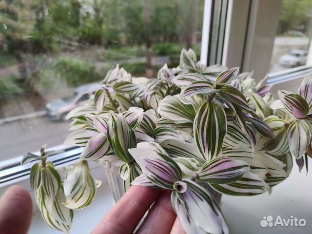 Традесканция карликовая (компактная)