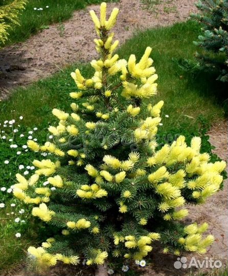 Ель Майголд