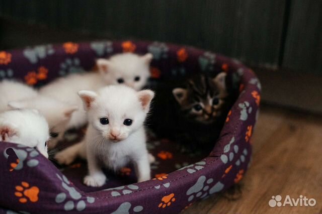 Британские котята от породистой кошки объявление продам