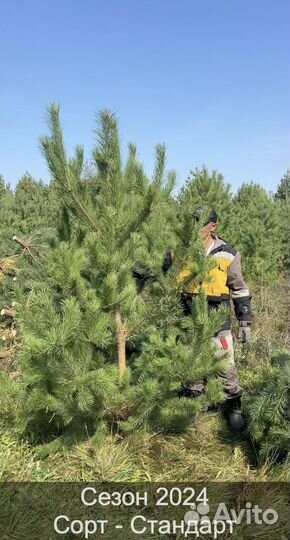 Сосна сентябрьская рождественская оптом