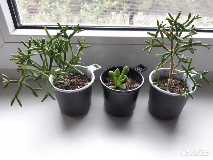 Суккуленты и кактусы: хоббит, хатиора и декабрист