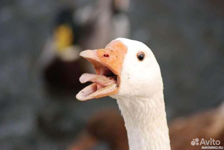 Подушки, перины, перо