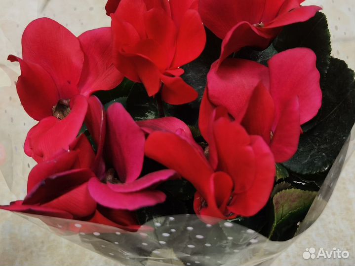 Цикламен в ассортименте, комнатные цветы