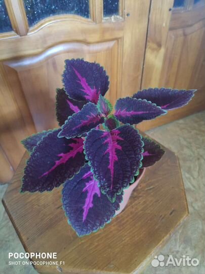 Колеус алиссон 