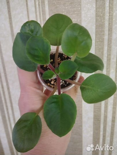 Фиалки детки