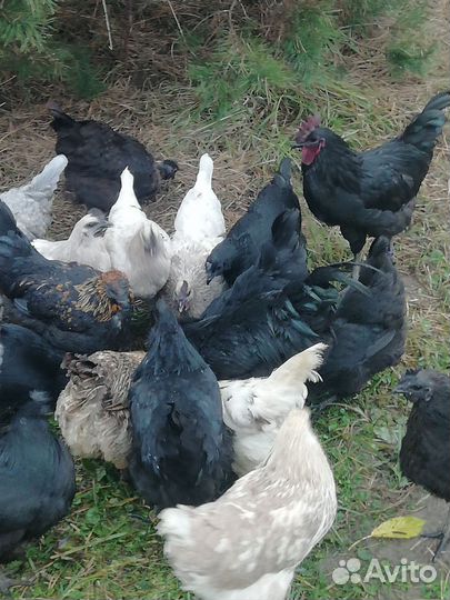 Куры Ухейилюй