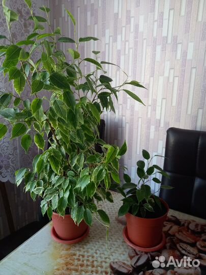 Фикус бенджамина пестролистный