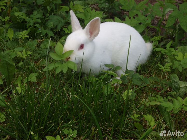 Карликовый кролик