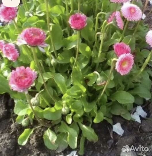 Маргаритки