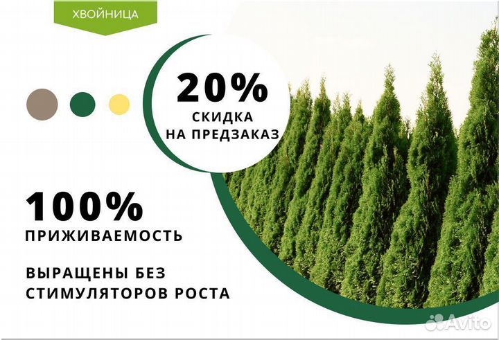 Туя Западная Колумна