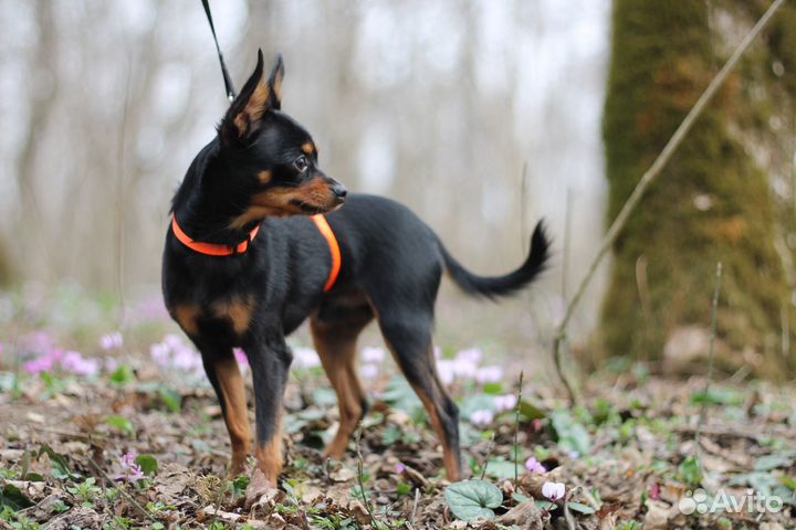 Вязка той-терьер