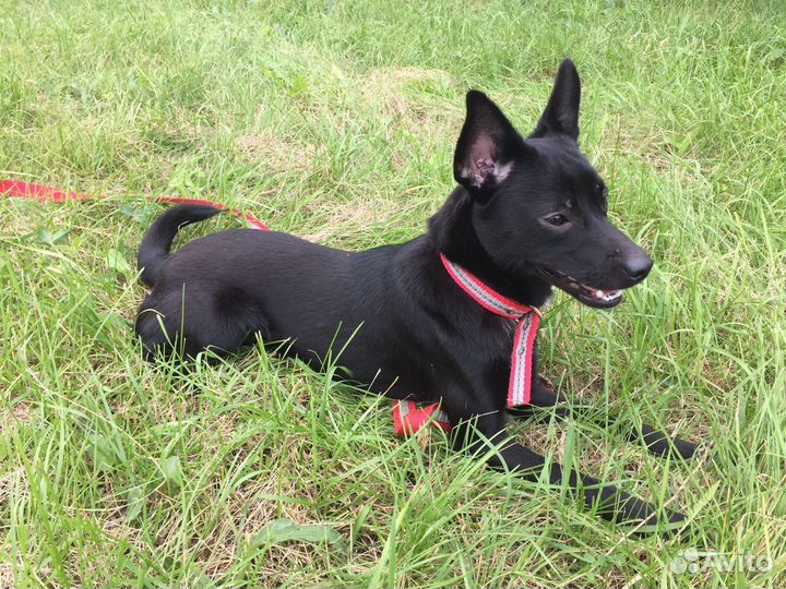 Маленькая собака