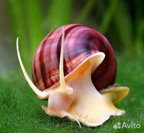 Аквариумные улитки розовые