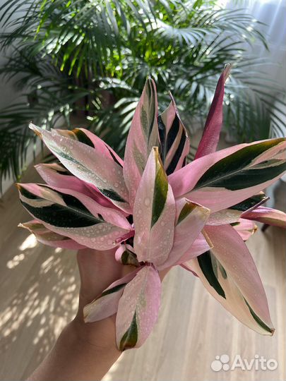 Строманта триколор